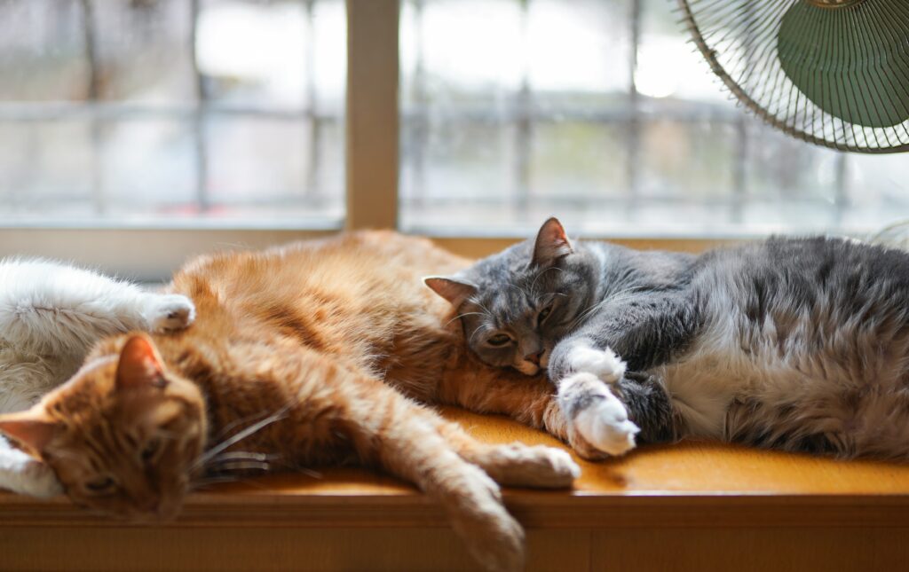 leniwie odpoczywające koty czyli prokrastynacja